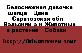 Белоснежная девочка шпица › Цена ­ 15 000 - Саратовская обл., Вольский р-н Животные и растения » Собаки   